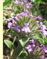 Зизифора клиноподиевидная, или пахучковидная (Ziziphora clinopodioides L.) Зизифора клиноподиевидная, или пахучковидная (Ziziphora clinopodioides L.)